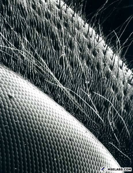 Insect Compound Eye.jpg